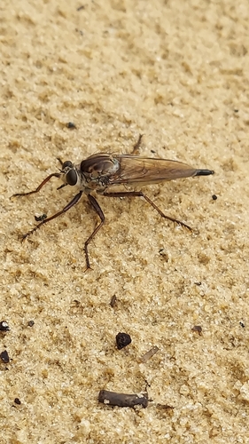 Long-winged Marauder