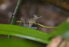 Scinax nebulosus