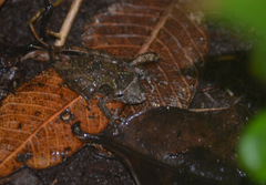 Scinax nebulosus