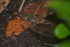 Scinax nebulosus