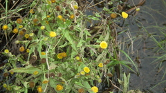 Pulicaria scabra