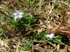 Microcodon glomeratus