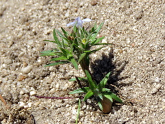 Microcodon glomeratus