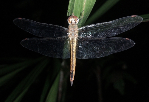 Wandering Glider