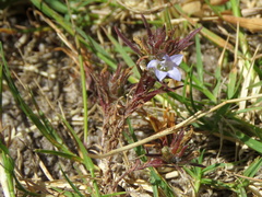 Microcodon glomeratus