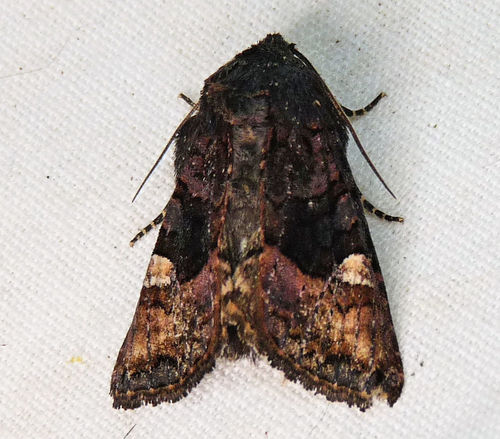 American Angle Shades