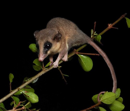 Yucatán Gray Mouse Opossum (Tlacuatzin gaumeri) — Data Deficient Mammalia