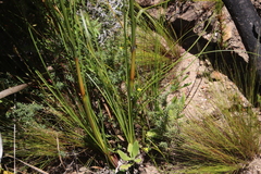 Gnidia juniperifolia