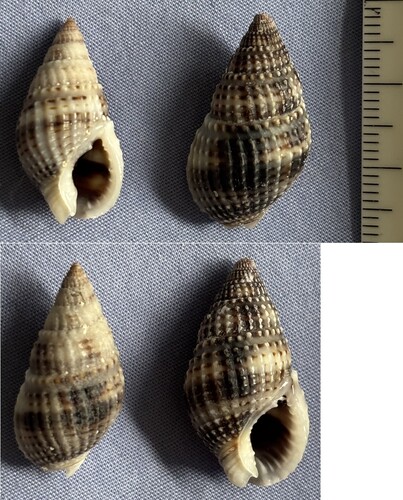 Nassarius margaritifer observed 2022-08-20