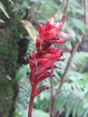 Stenorrhynchos albidomaculatum