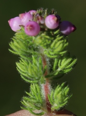 Erica bergiana