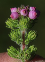 Erica bergiana