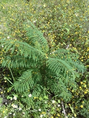 Jacaranda mimosifolia