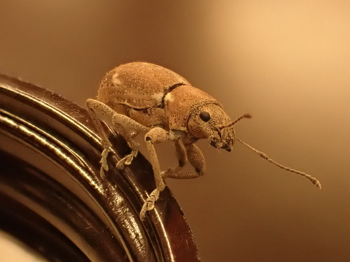 Fuller's rose weevil photo 2