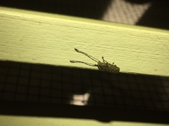 Phoenicobiella chamaeropis