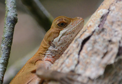 Enyalius