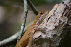 Enyalius