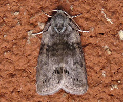Polygrammate cadburyi