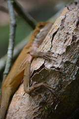 Enyalius