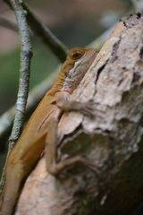 Enyalius