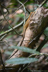 Enyalius