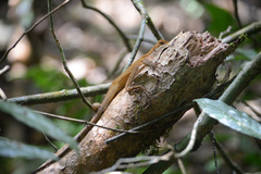 Enyalius