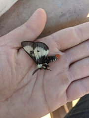 Hemileuca nevadensis