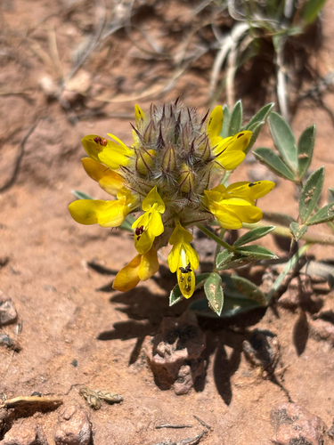 James' Prairie Clover (Dalea jamesii)
