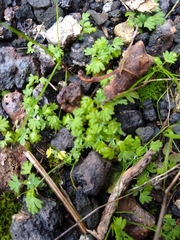 Alchemilla arvensis