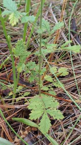 incised agrimony (Agrimonia incisa)