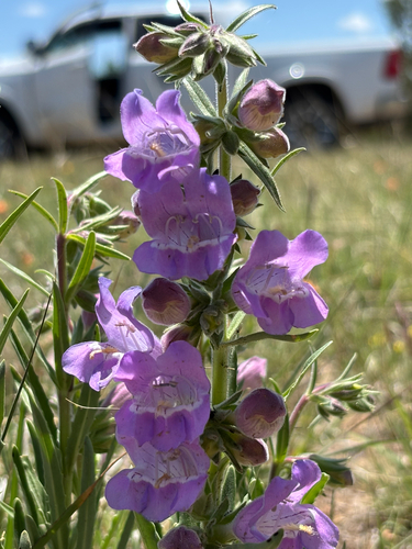 Penstemon jamesii, photograph 1