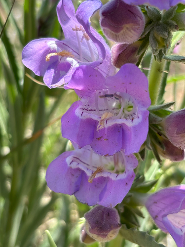 Penstemon jamesii, photograph 4
