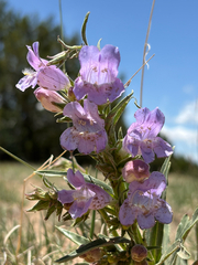 author not stated, no rights reserved Penstemon jamesii, photograph author not stated, no rights reserved
