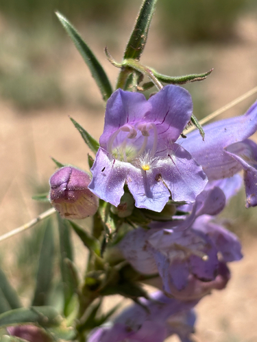 Penstemon jamesii, photograph 2