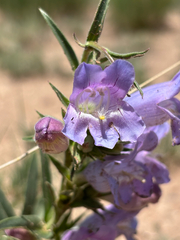 author not stated, no rights reserved Penstemon jamesii, photograph author not stated, no rights reserved