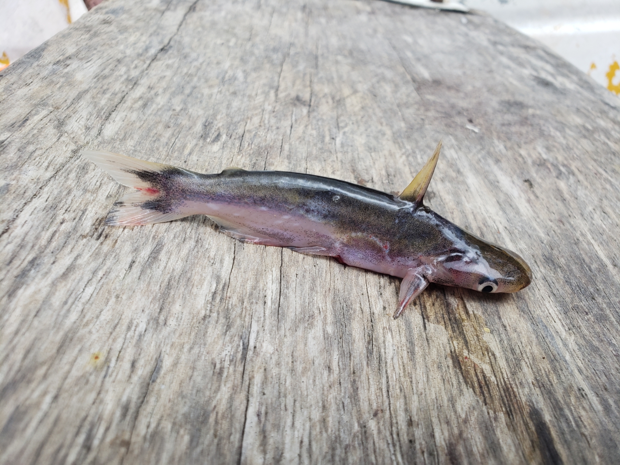 Silver Dolphin Catfish photo 5