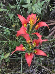 Lilium catesbaei image