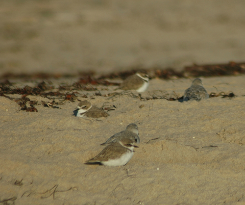 iNaturalist observation photo of Snowy Plover