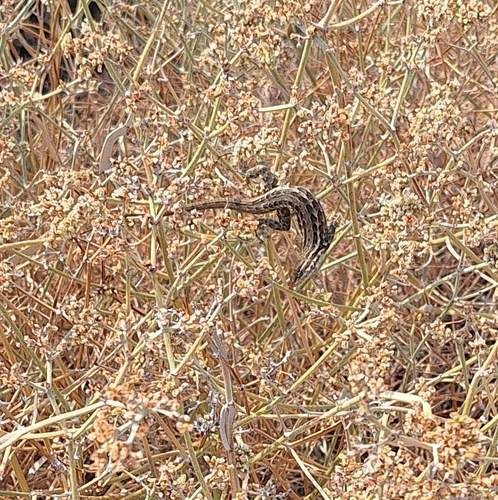 iNaturalist observation photo of Common Side-blotched Lizard