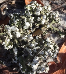 Cladonia prostrata