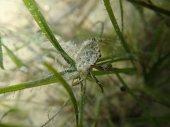 Liocarcinus navigator