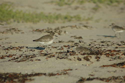 iNaturalist observation photo of Black-bellied Plover