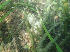 Phallusia mammillata