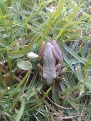 Hyla walkeri