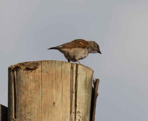 Northern Grey-headed Sparrow