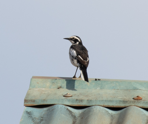 African Pied Wagtail