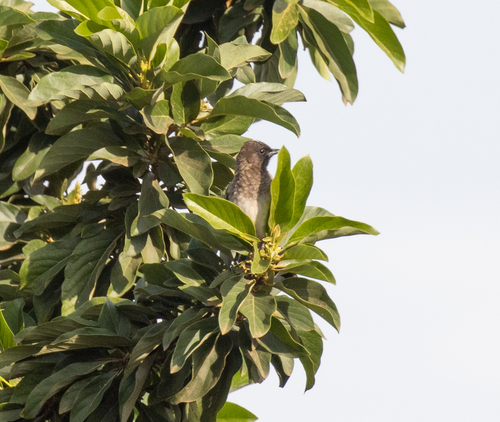 Common Bulbul