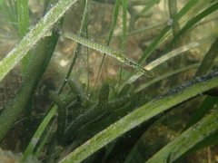 Syngnathus typhle