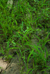 Leersia