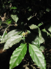 Euonymus indicus